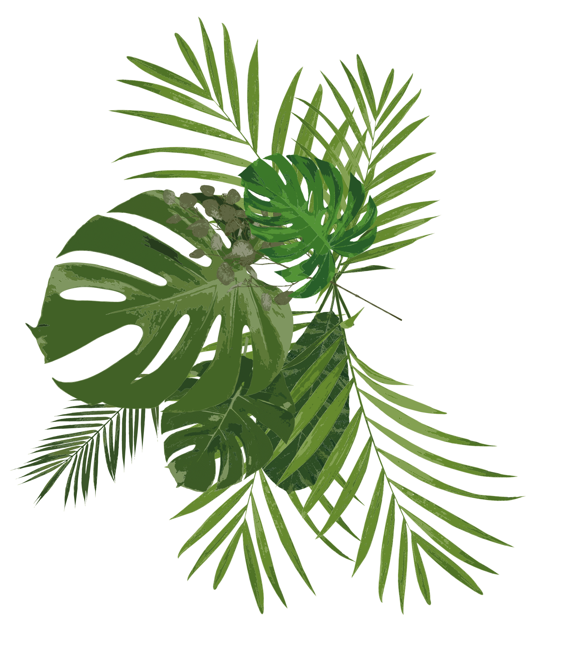 植物の葉の写真