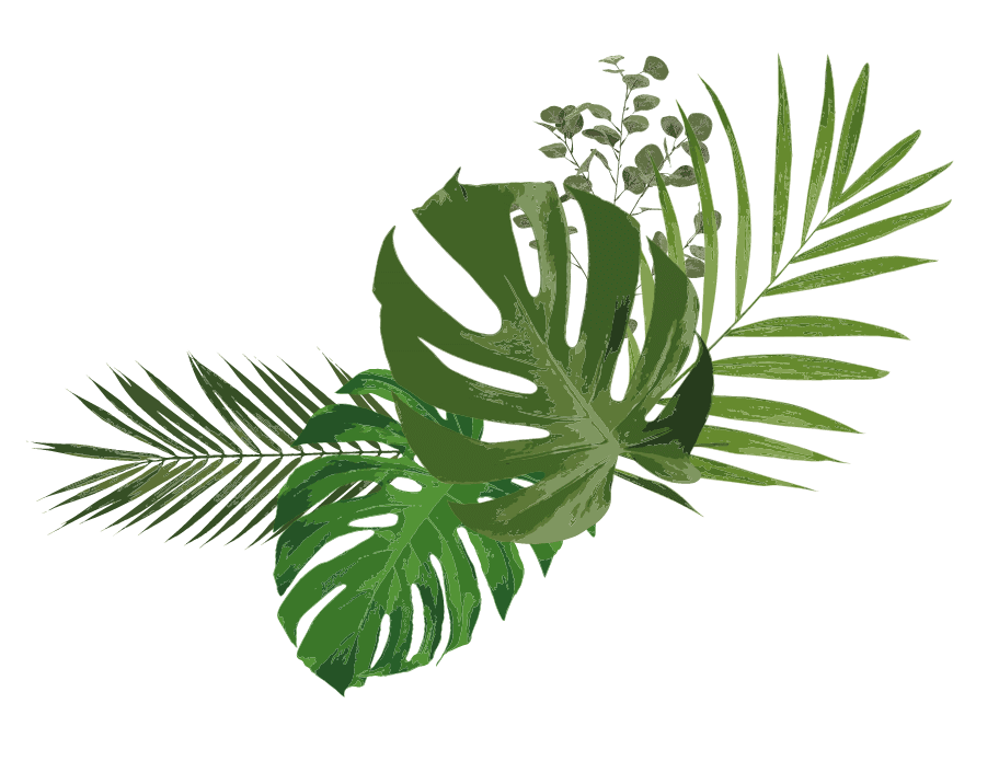 観葉植物の写真